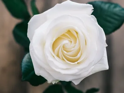 Practice For Setting A Boundary Instead Of A Wall Around Your Heart