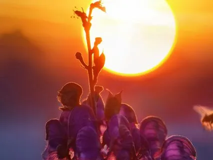 Practice Gratitude And Watch Miracles Happen (Visualization)