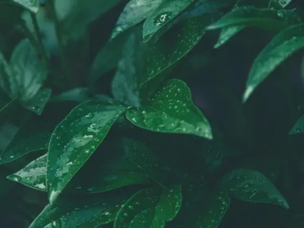 Practice Gratitude - Mini Meditations