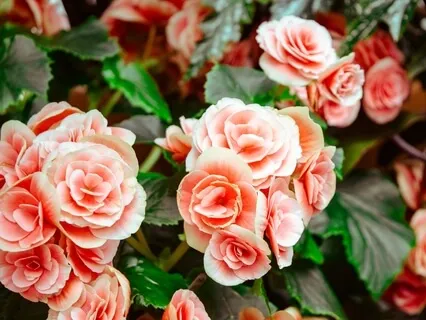 Practice Means Steadiness Of Mind Within