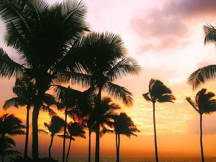 Practicing Kindness And Aloha