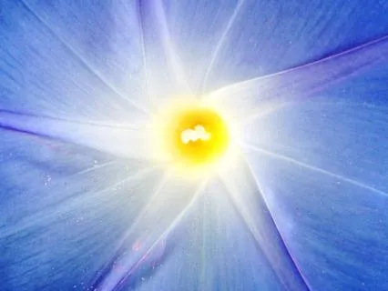 Practique 03 - Immediate Intention And Primary Emotions