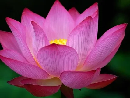 Praise To The Jewel In The Lotus