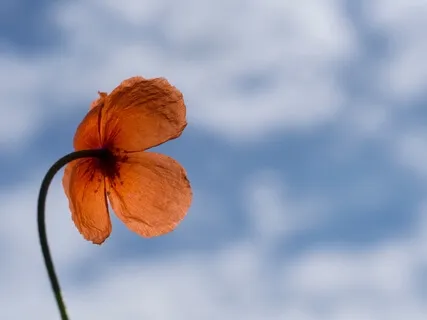 Практика "5 Cтадий Доброжелательной Осознанности"