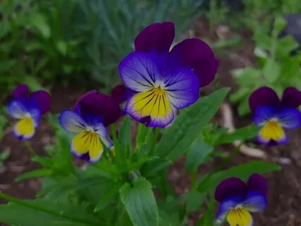 Практика Благодарности 2