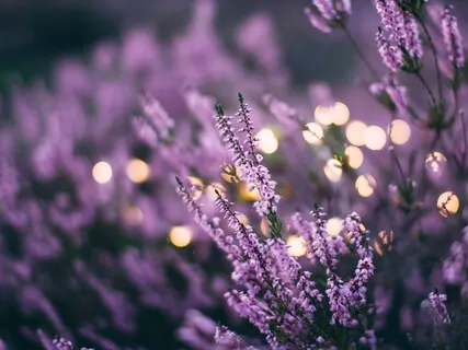 Практика Благодарности