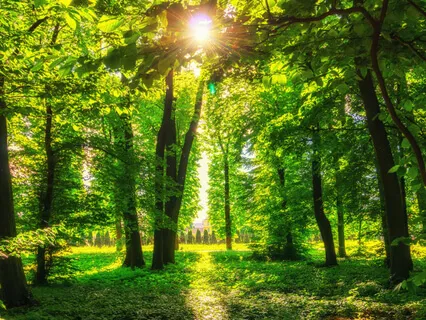 Практика любопытства