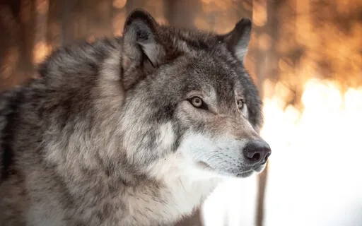 Практика Разрешения - Мужская