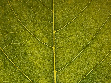 Praktisk Meditation - Grounding Felicia