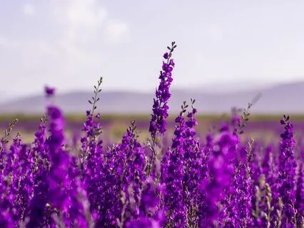 Prana Clearing And Healing Listening Experience, DNA repair