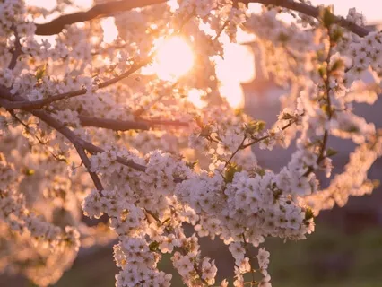 Прана Нидра. Практика Релаксации и Оздоровления