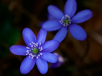 Pranayama Guided Breathing Excercise