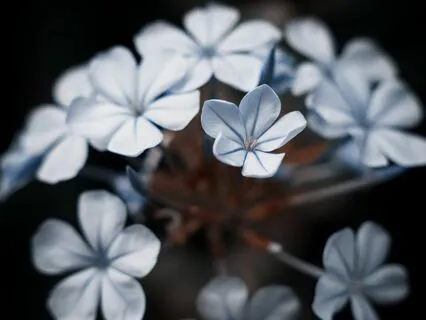 Pratyabhijñana Karika: The Sutras of Recognition