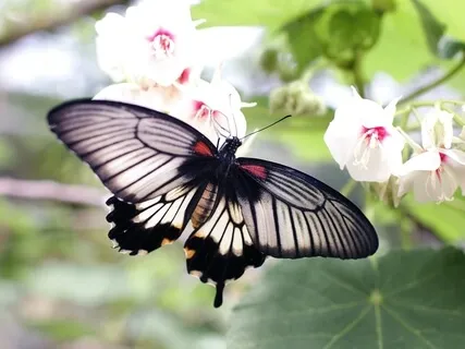 Pratyahara, Body Scanning