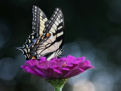 Pratyahara - Withdrawal Of The Senses