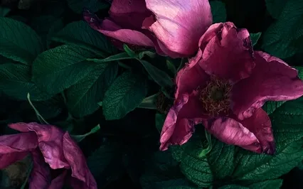 Prayer - Dear Erotic Wisdom & Healing