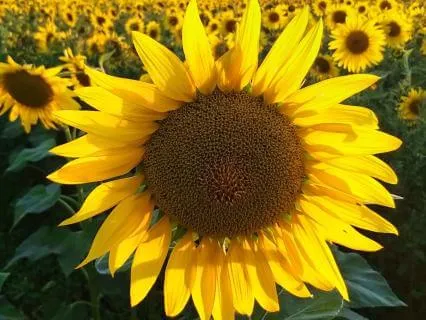 Prayer For Abundance And Prosperity