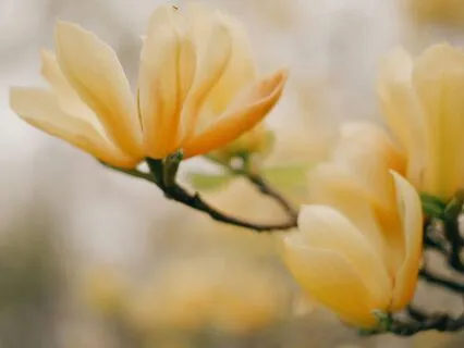 Prayer For Overwhelm