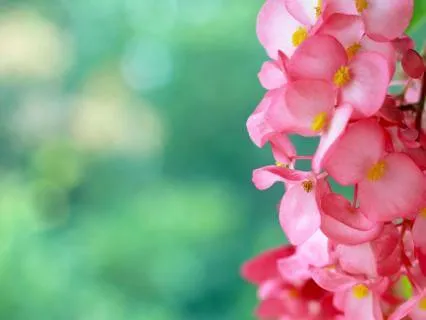 Prayer For Peace By St. Francis Of Assisi