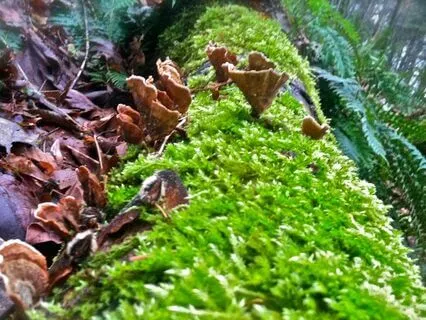 Prayer For The Forests