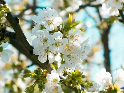 Prayer For The Lonely