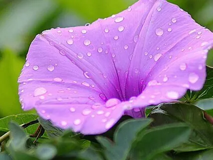 Prayer For The Rising Of The Light: A Morning Devotion