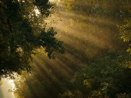 Prayer Of Peace - St. Francis