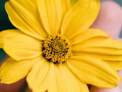 Prayer Of St. Francis