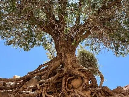 Prayer Of Surrender And Service