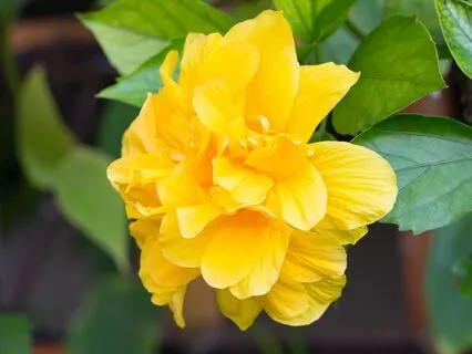 Prayer On Reverence And Service - From The Mother