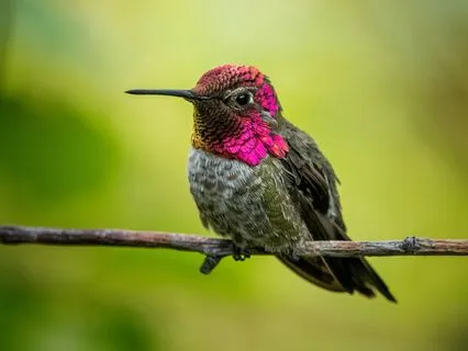 Prayer To My Spirit Guides - Healing