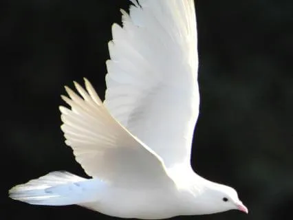 Prayer To The Holy Spirit & Three Acts