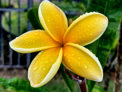 Prayers, Affirmations, And Mediations, Healing