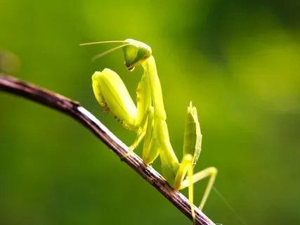 Praying Mantis - Meditation