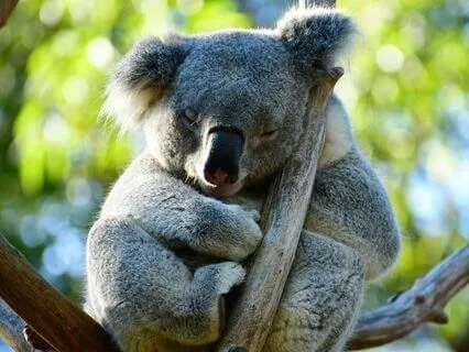 Pre Sleep Yoga Nidra