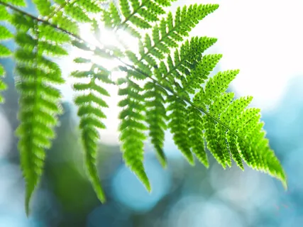 Pre-Writing Flow Meditation 