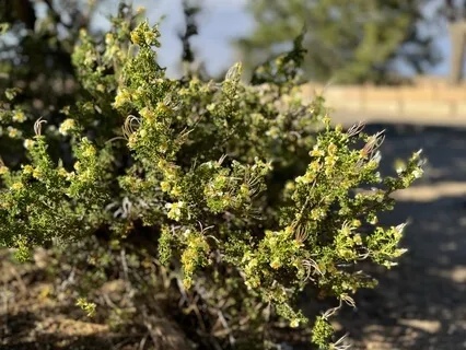 Precision Attention: Focusing The Wandering Mind