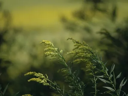 Pregnancy Breathing For Presence