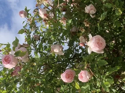 Pregnancy Meditation 