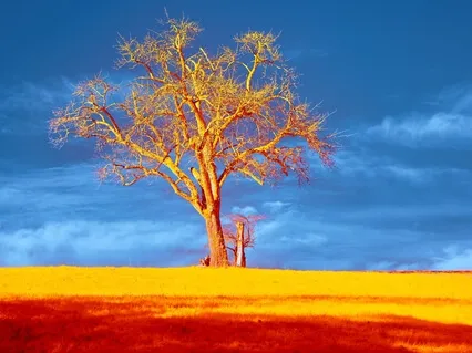 Prelude To Peace, Opus 2