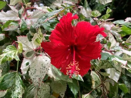 Premenstrual Syndrome (PMS) Rescue Relax