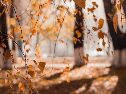 Prenatal Autumn Walk 