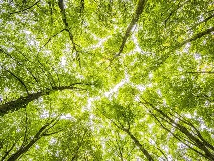 Preparation For A Tree Honoring Ceremony