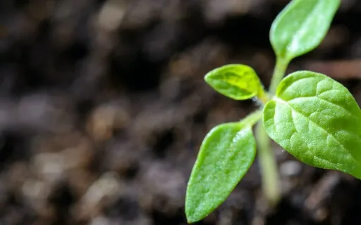 Prepare The Seed To Blossom