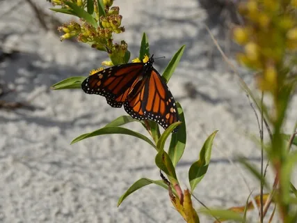 Presence & Awareness