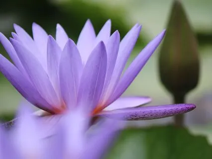 Presence And Focus Meditation