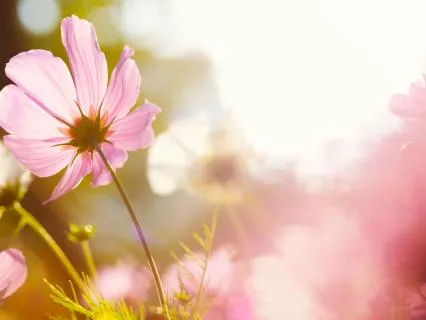 Presence: Breath And Body As Anchors