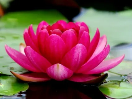 Presence - Daily Mantra