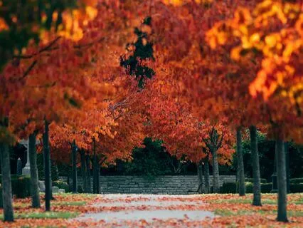 Finding Presence In An Autumn Park