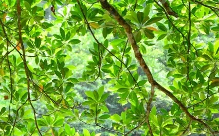 Presence Or Positivity 